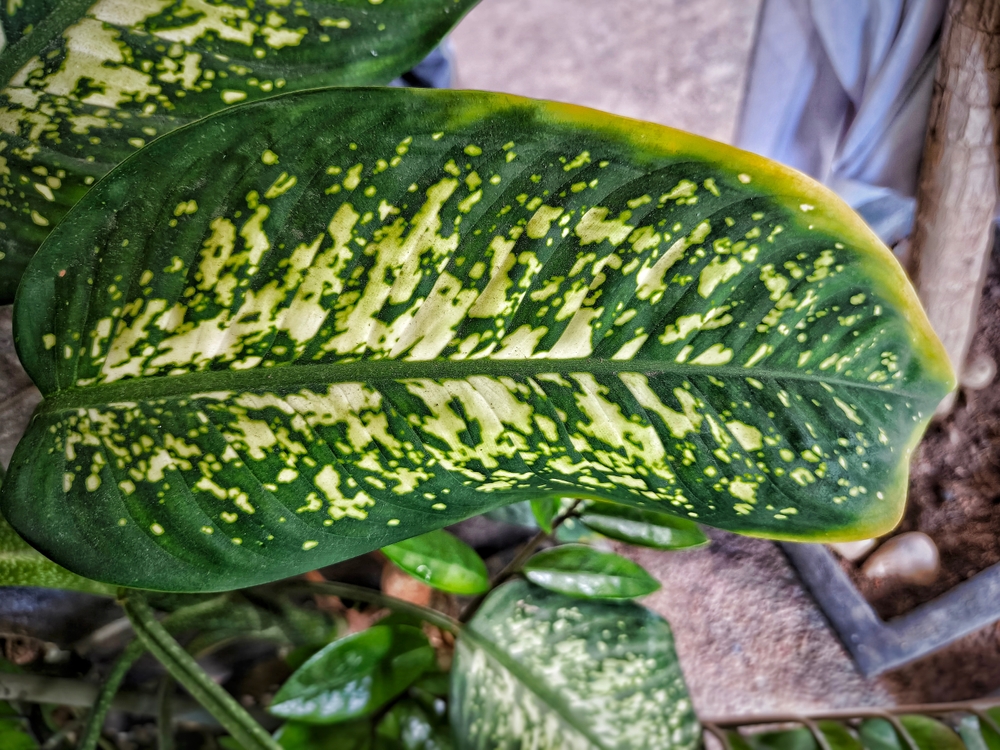 Почему у диффенбахии желтеют листья: 6 проблем и их решения