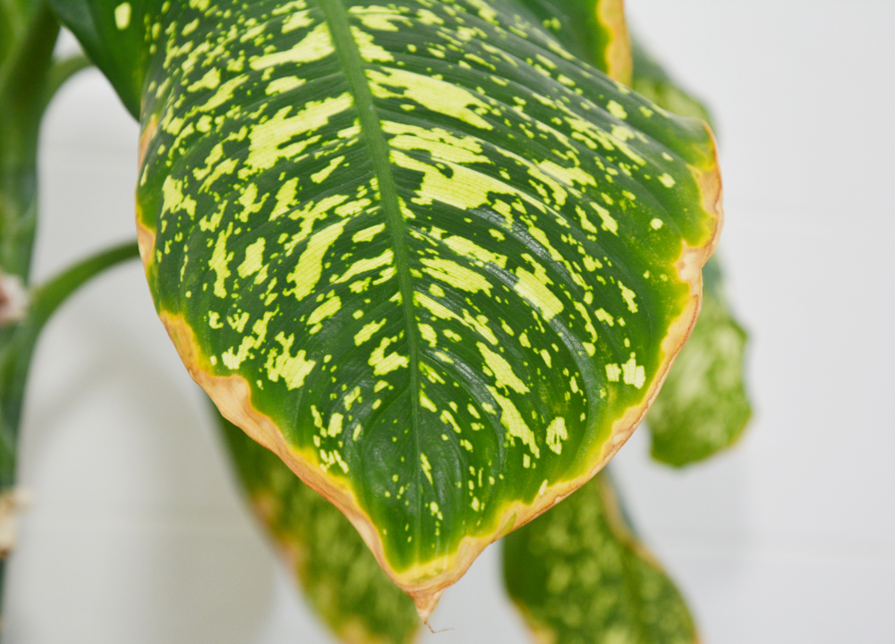 Почему у диффенбахии желтеют листья: 6 проблем и их решения