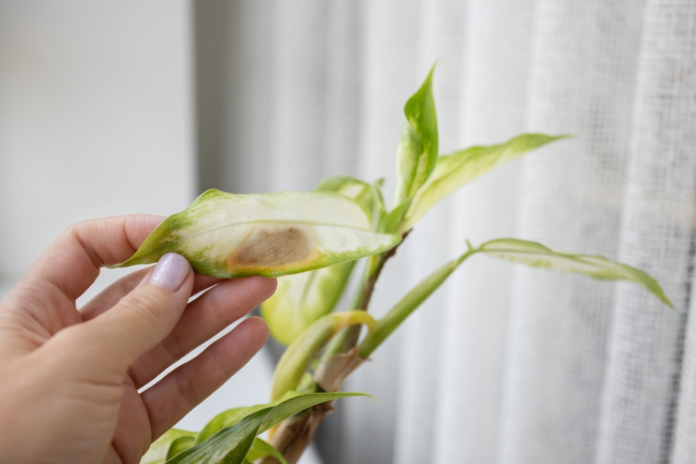 Почему у диффенбахии желтеют листья: 6 проблем и их решения