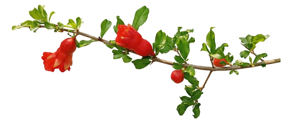 Как вырастить гранат из косточки?