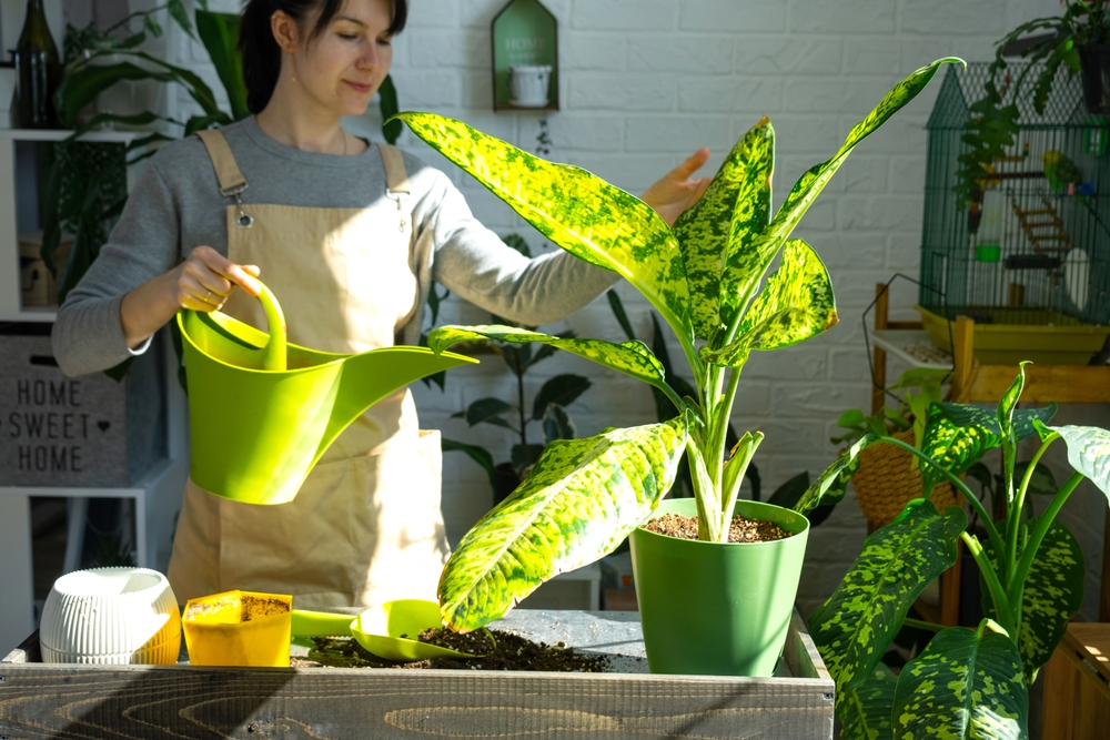 Как правильно поливать диффенбахию в домашних условиях