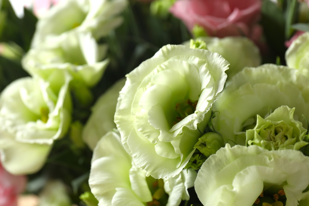 10 красивых сортов эустомы для дома и сада