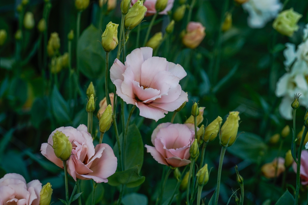 10 красивых сортов эустомы для дома и сада