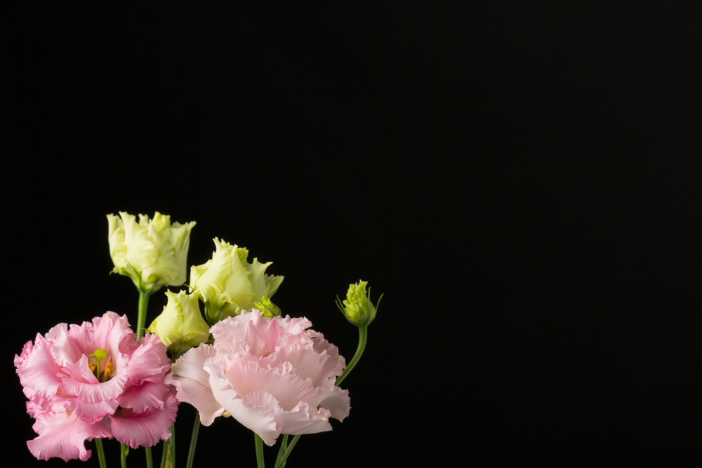 10 красивых сортов эустомы для дома и сада