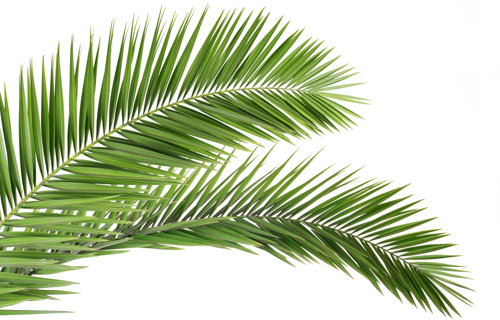 Цветок цикас — уход в домашних условиях