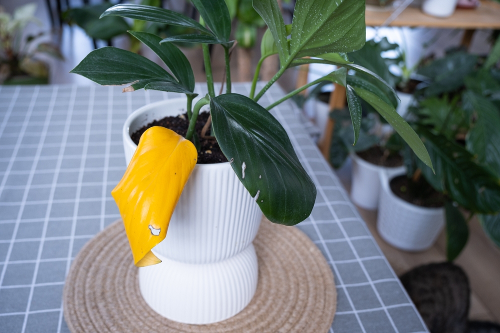 Почему желтеют листья у филодендрона