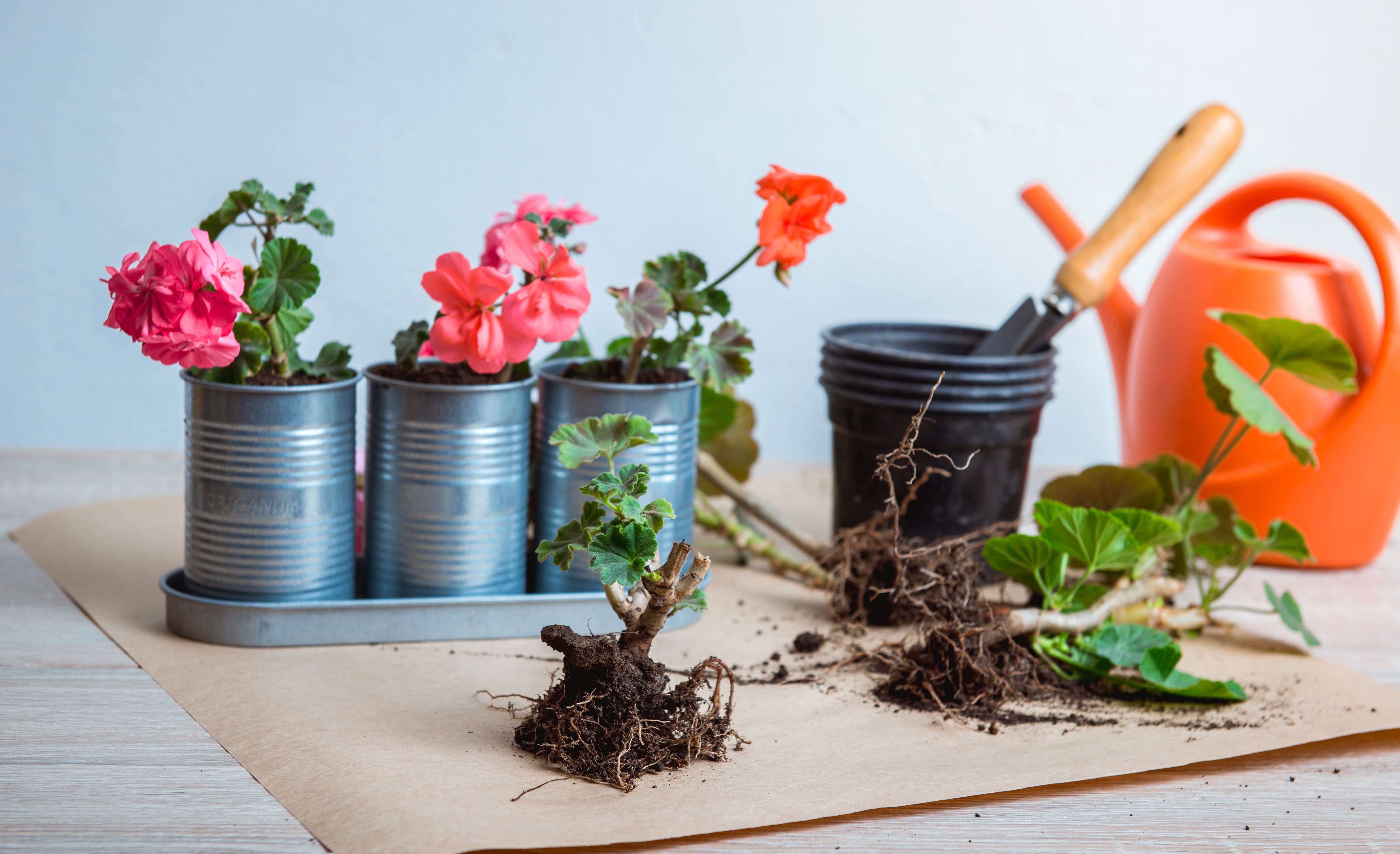 Как ухаживать за геранью зимой: 9 правил