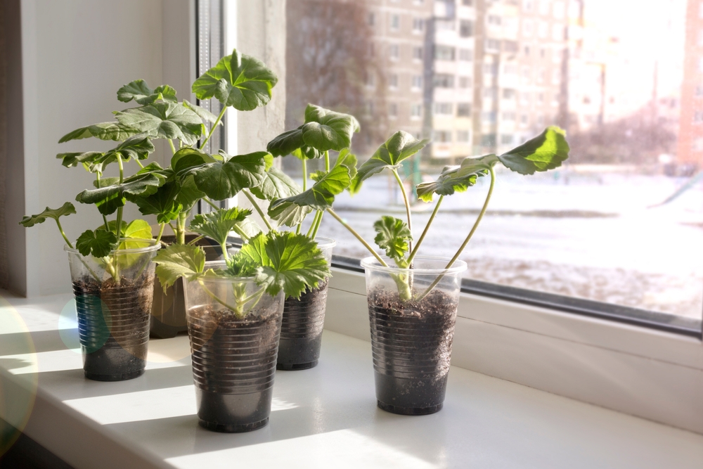 Как ухаживать за геранью зимой: 9 правил