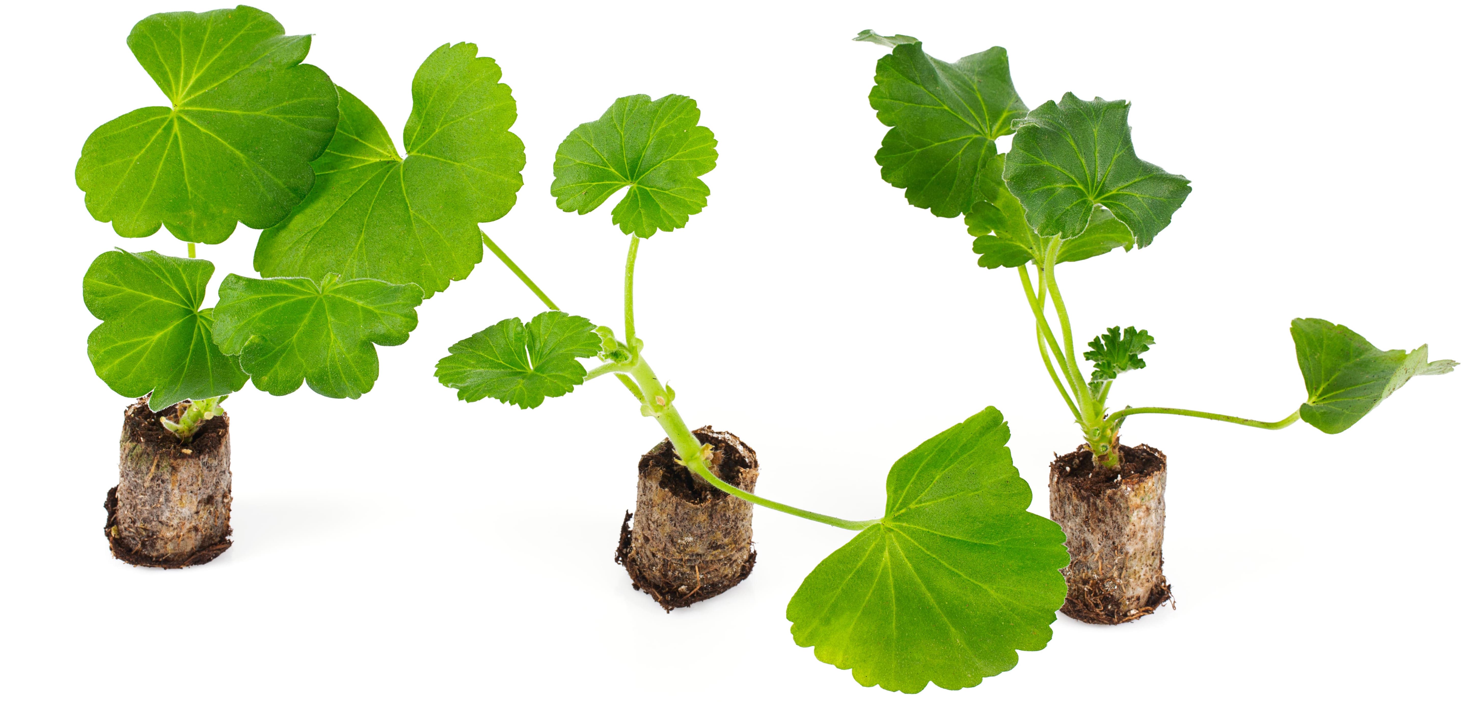 Как ухаживать за геранью зимой: 9 правил