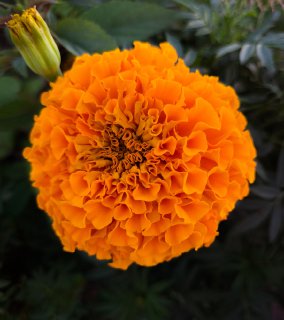 Бархатцы: сорта с фото и названиями