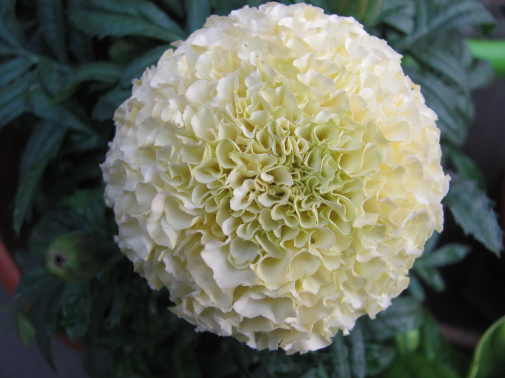 Бархатцы: сорта с фото и названиями