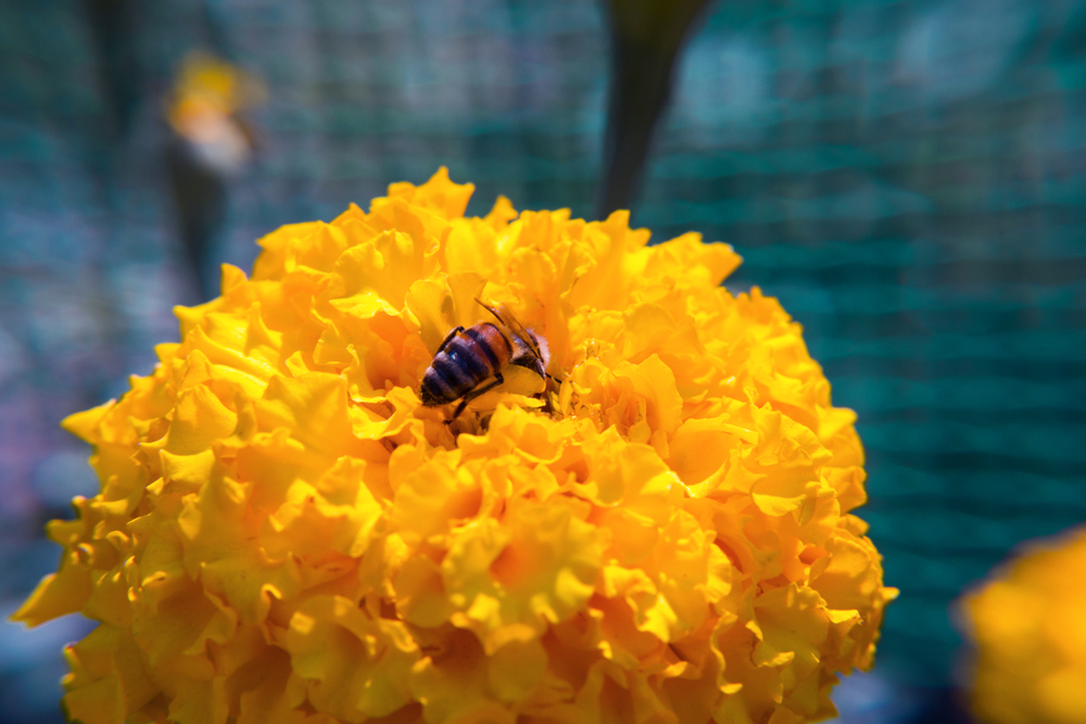 Бархатцы: сорта с фото и названиями