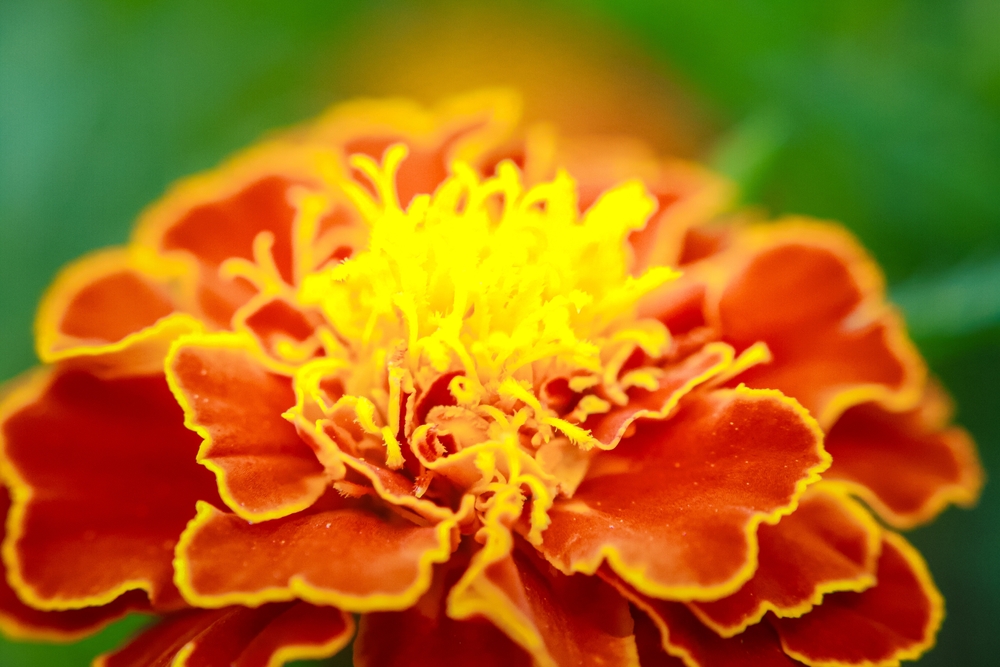 Бархатцы: сорта с фото и названиями