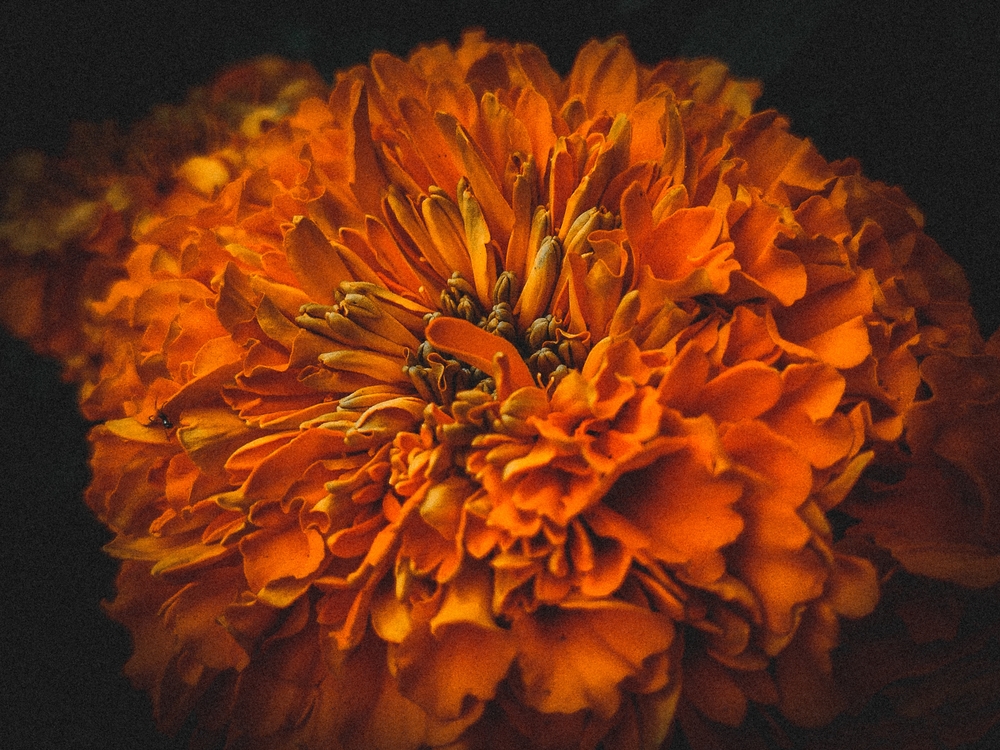 Бархатцы: сорта с фото и названиями