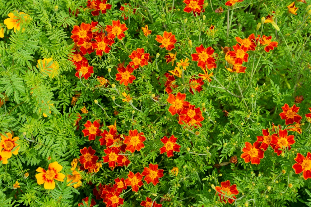 Бархатцы: сорта с фото и названиями