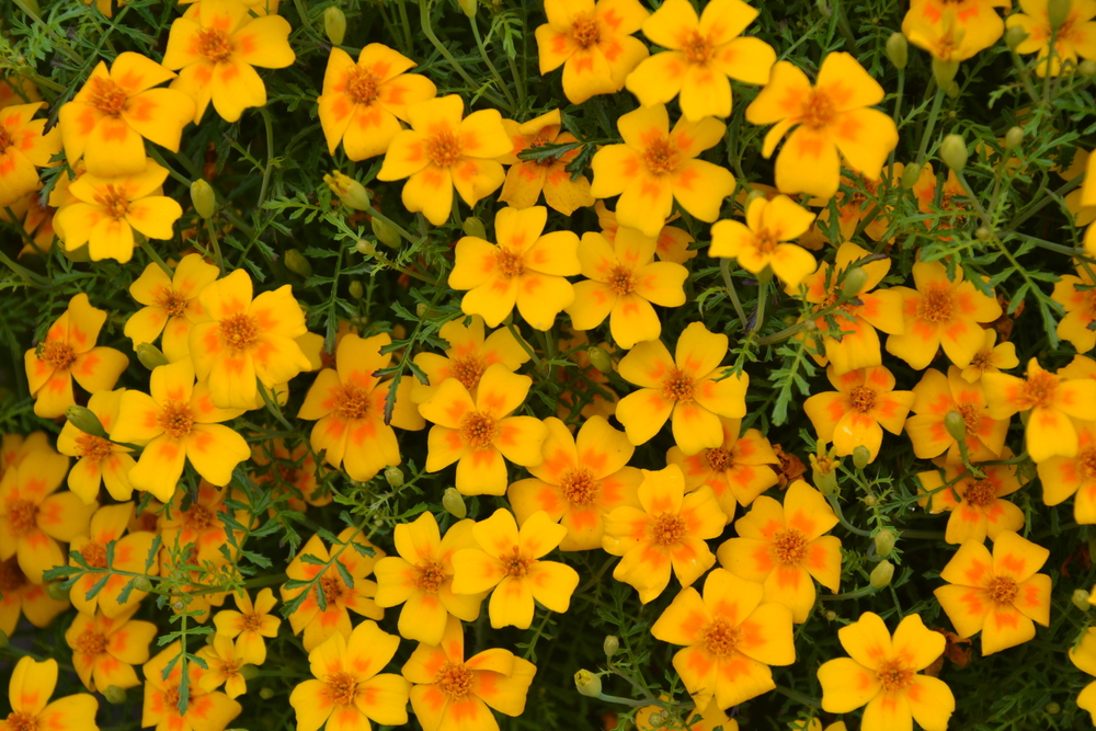 Бархатцы: сорта с фото и названиями