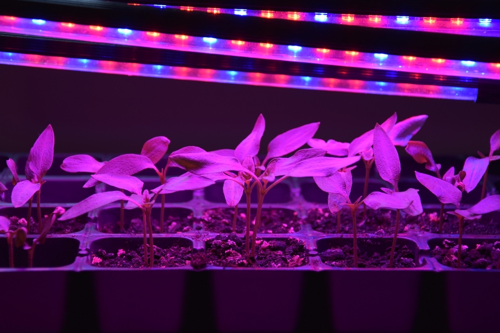 Все секреты досветки комнатных растений