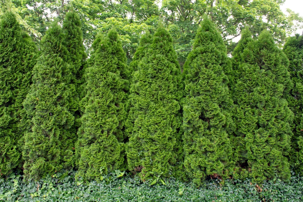 10 способов сэкономить на установке забора