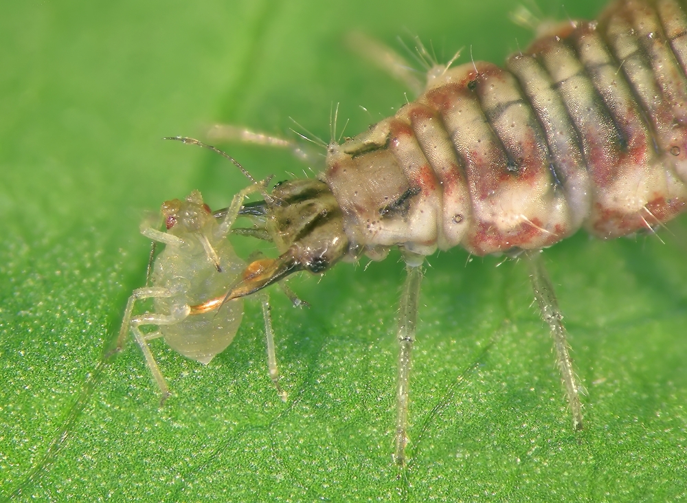 Златоглазка