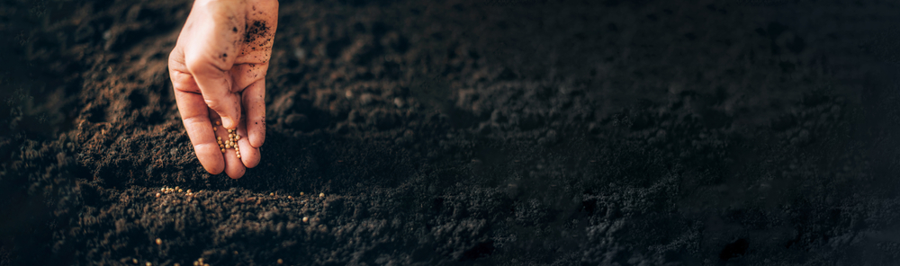 Ясколка многолетняя: посадка под зиму или весной?