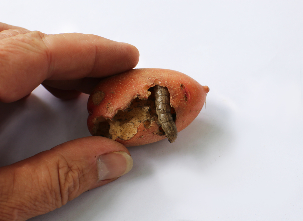 Картофельная совка