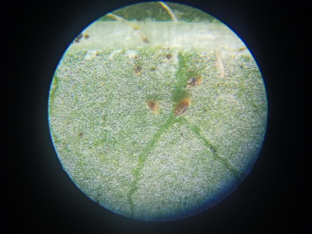 Виноградный зудень