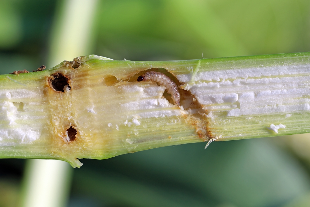 Кукурузный мотылек