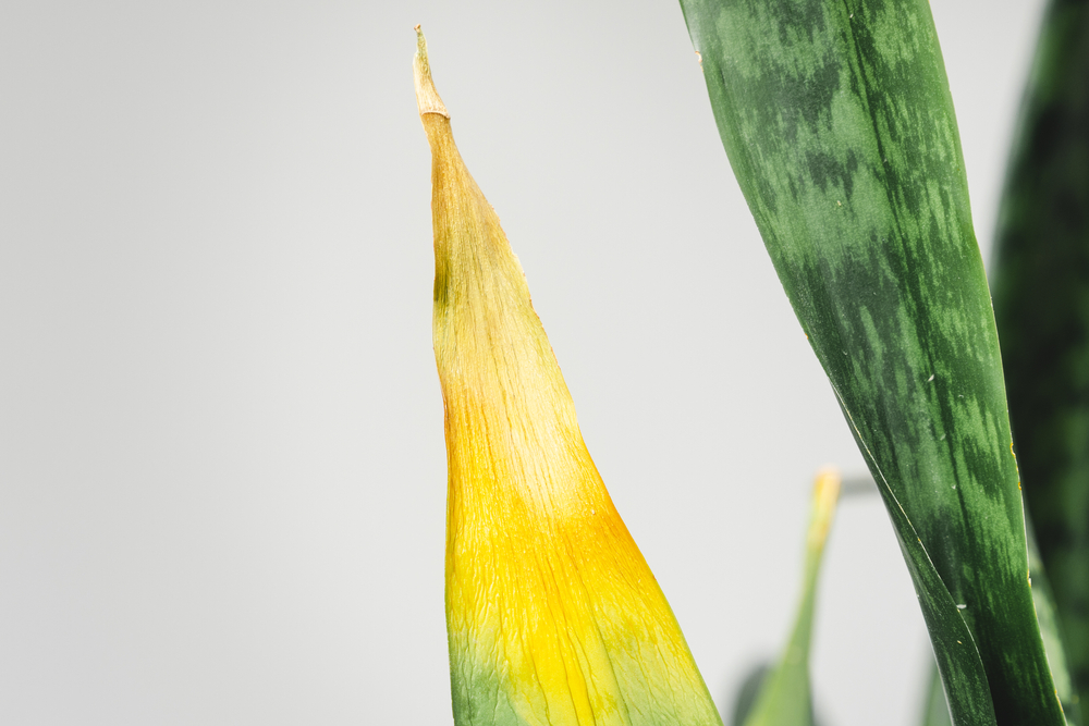 Почему желтеют листья у сансевиерии: 7 ответов