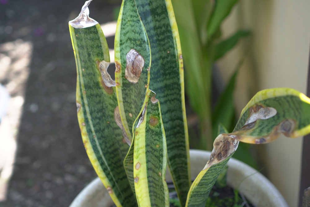 Почему желтеют листья у сансевиерии: 7 ответов