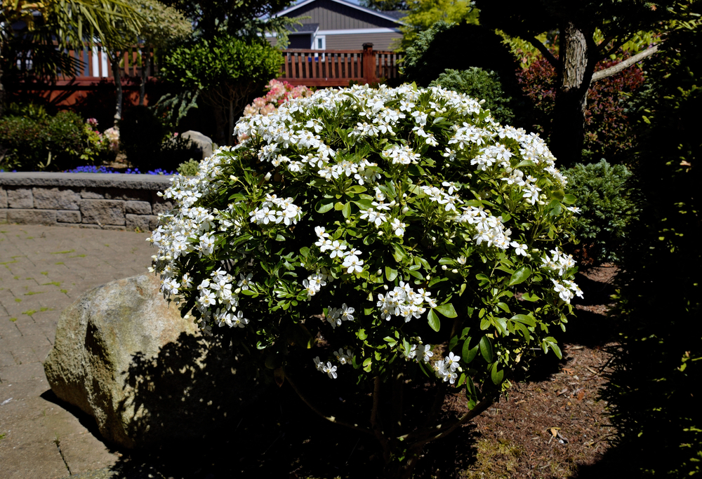 Нужно ли укрывать чубушник на зиму