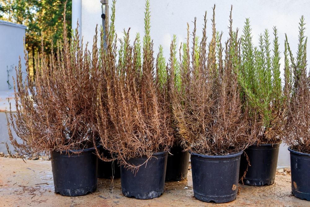 Что делать, если засыхает розмарин в домашних условиях