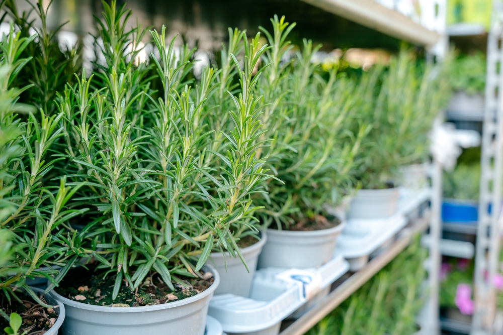 Что делать, если засыхает розмарин в домашних условиях