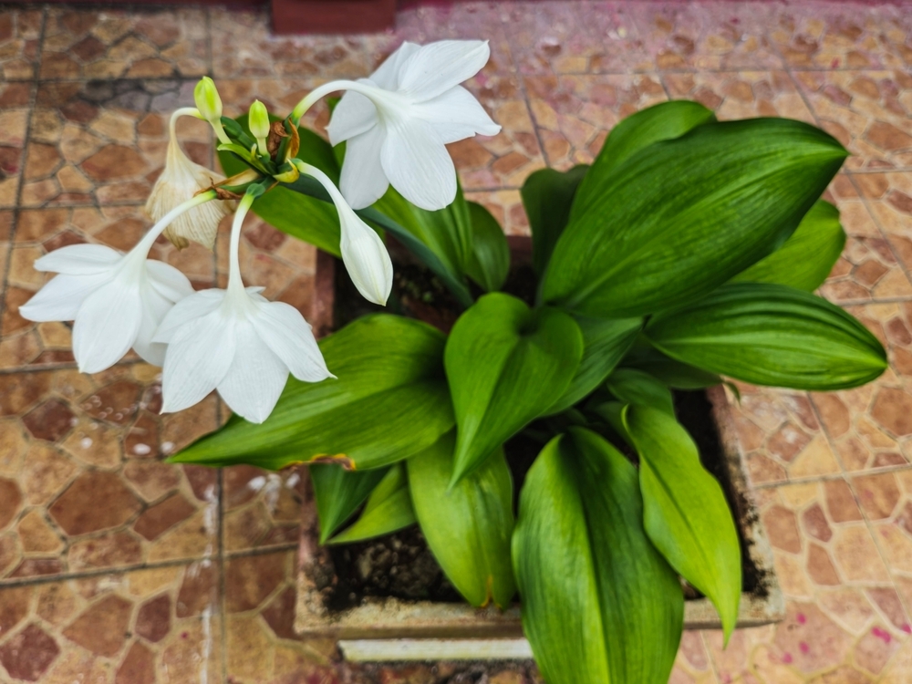 Почему желтеют листья эухариса: причины и что делать