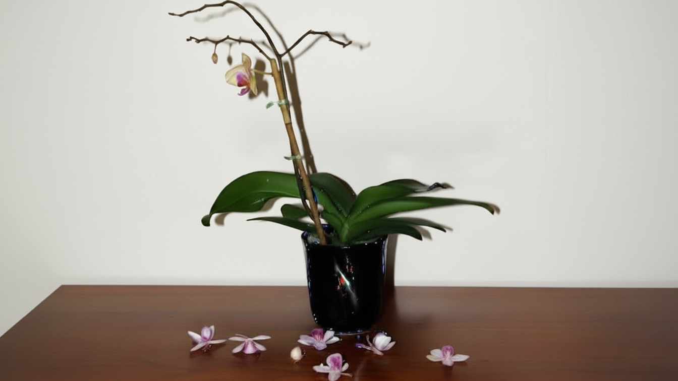 Почему сохнут бутоны у орхидеи: причины и способы спасения растения
