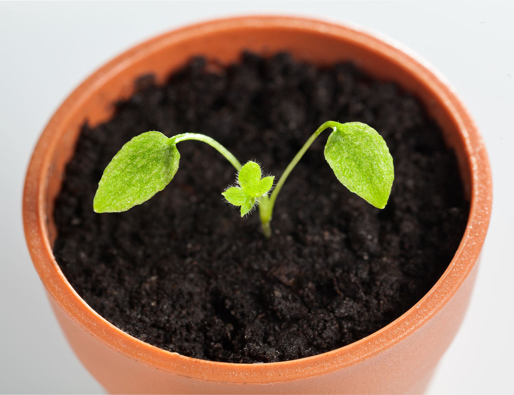 Когда сеять многолетний дельфиниум на рассаду: актуальное руководство для садоводов