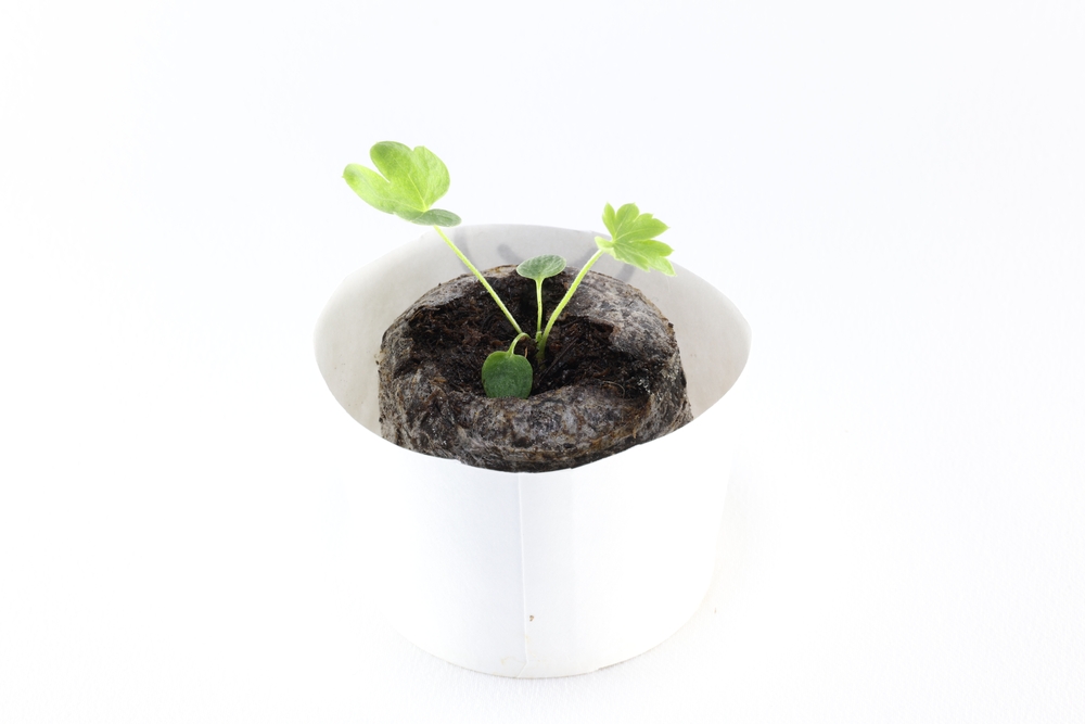 Когда сеять многолетний дельфиниум на рассаду: актуальное руководство для садоводов