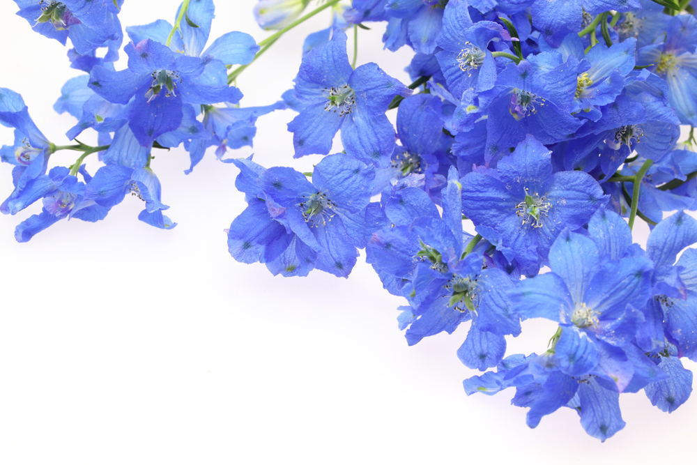 Когда сеять многолетний дельфиниум на рассаду: актуальное руководство для садоводов