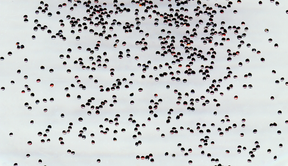 Когда сеять колеус на рассаду: секреты выращивания эффектных растений