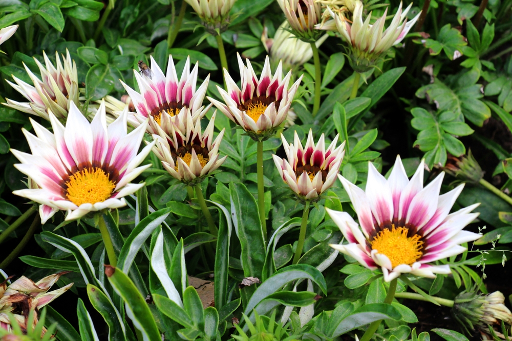 Гацания: когда сеять на рассаду?