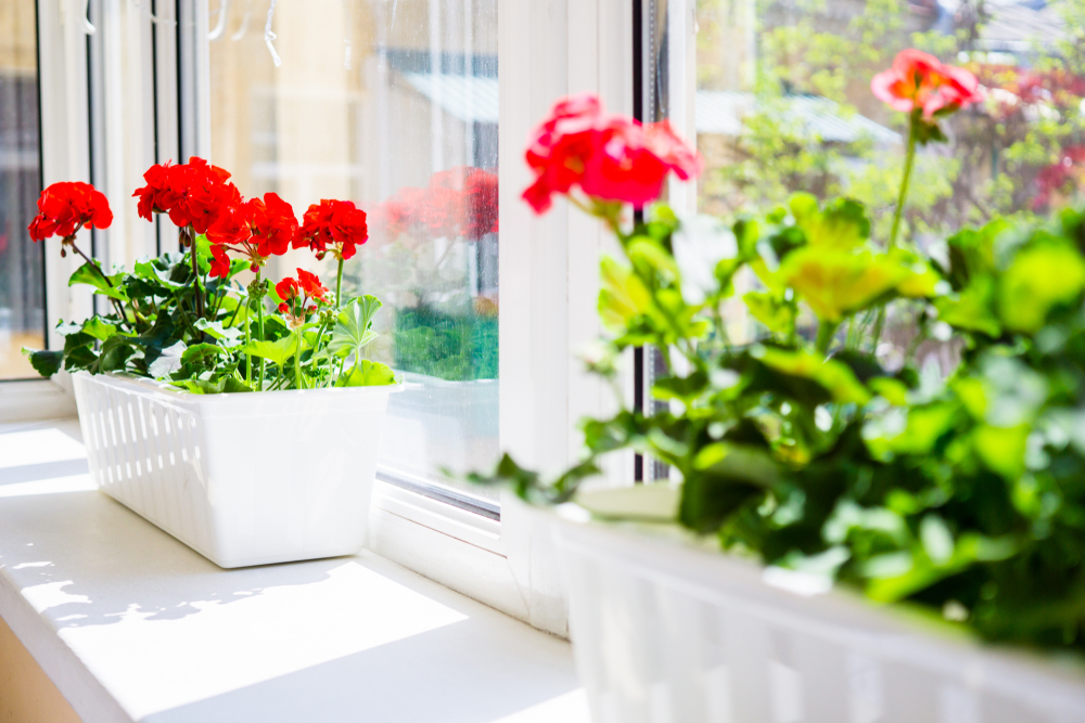 Посев пеларгонии семенами на рассаду в домашних условиях: когда и как