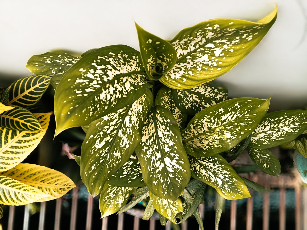 Диффенбахия: как вырастить в домашних условиях