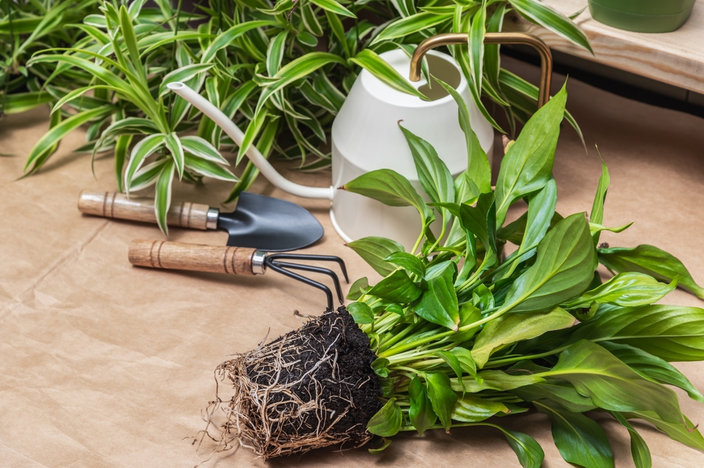Как правильно пересадить спатифиллум в домашних условиях