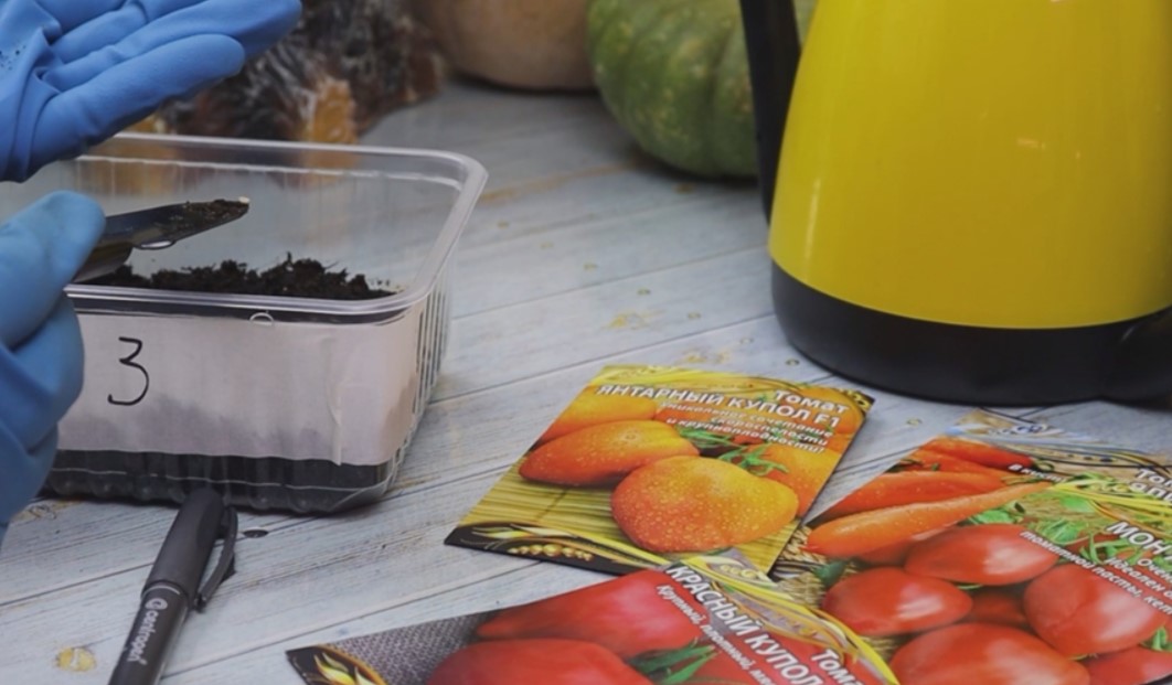 Когда не терпится посеять. Вот 4 урожайных и проверенных томата