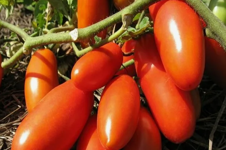 Когда не терпится посеять. Вот 4 урожайных и проверенных томата