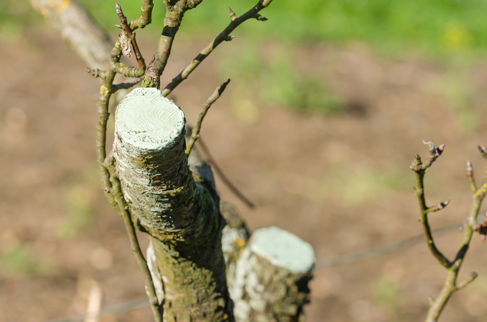 Как правильно обрезать грушу весной: рекомендации для начинающих садоводов