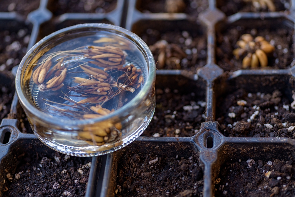 Когда и как сажать ранункулюс в открытый грунт