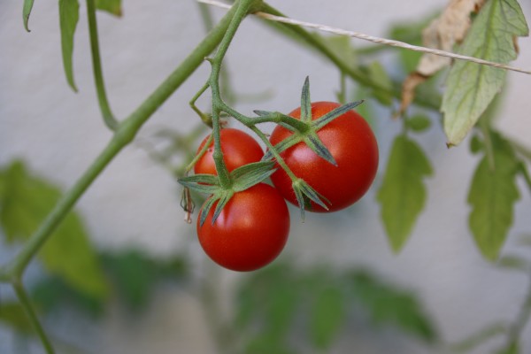 10 лучших сортов помидоров для дачи