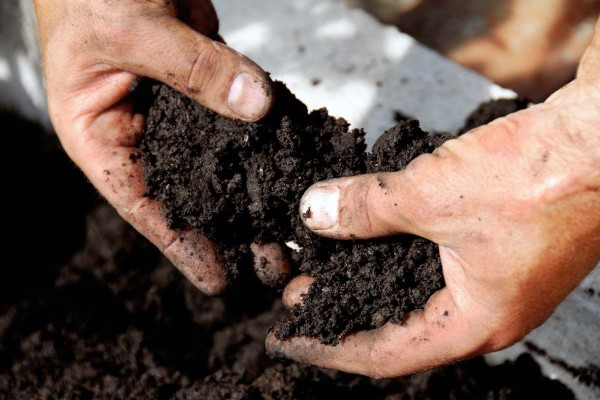 Как улучшить и оздоровить почву осенью?