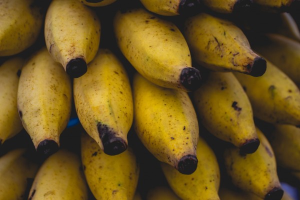 Самый популярный сорт бананов на грани исчезновения