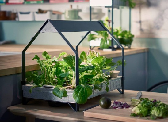 Как вырастить дома лучшую зелень, овощи и даже клубнику?